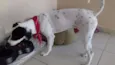 Princesa