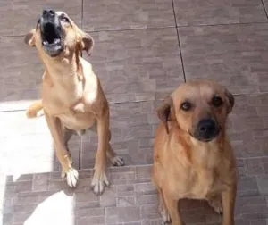 Cachorro raça vira lata (mistura de poodle) idade 1 ano nome Bob e Marley
