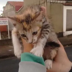 Gato raça Vira lata idade 2 a 6 meses nome Sem nome