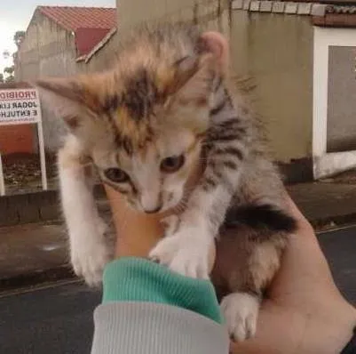 Gato ra a Vira lata idade 2 a 6 meses nome Sem nome