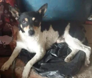 Cachorro raça pinscher idade 2 anos nome PINSCHER ALVARENGA