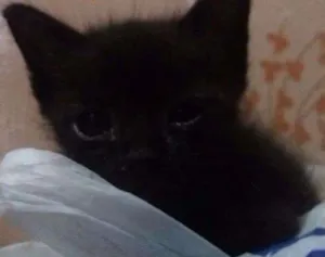 Gato raça Sem Raça idade Abaixo de 2 meses nome Sem Nome