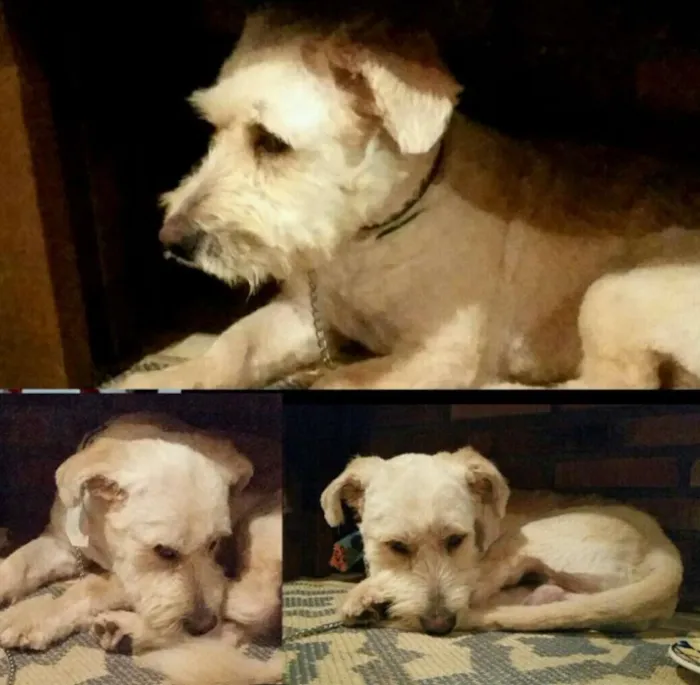 Cachorro ra a Indefinida idade 3 anos nome Gabo 