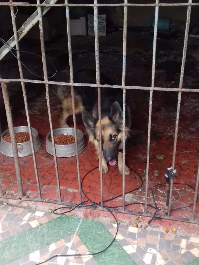 Cachorro ra a Pastor/policial idade 1 ano nome Mel