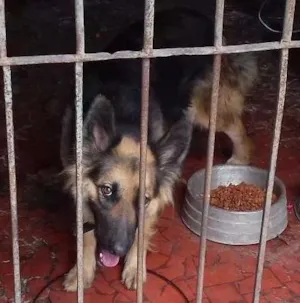Cachorro raça Pastor/policial idade 1 ano nome Mel