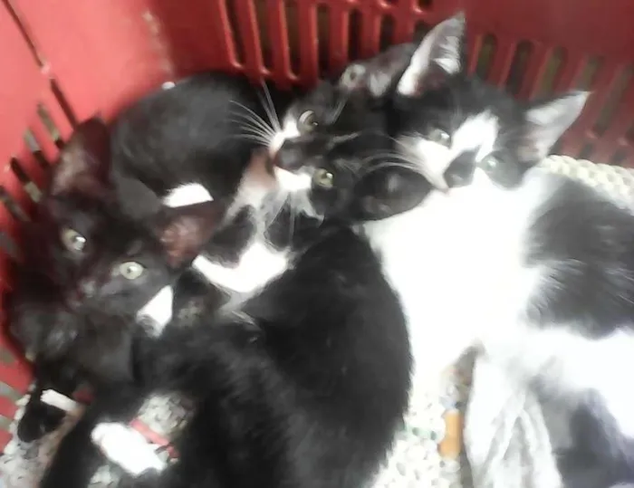 Gato ra a  idade Abaixo de 2 meses nome Ibby,Eby eMeibi 