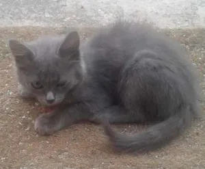 Gato raça Sem raça idade 2 a 6 meses nome Sem nome