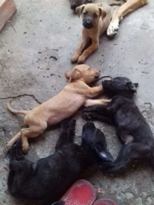 Cachorro raça Labradores /mestiços  idade Abaixo de 2 meses nome Bebês 