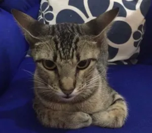 Gato raça SRD idade 7 a 11 meses nome Nina