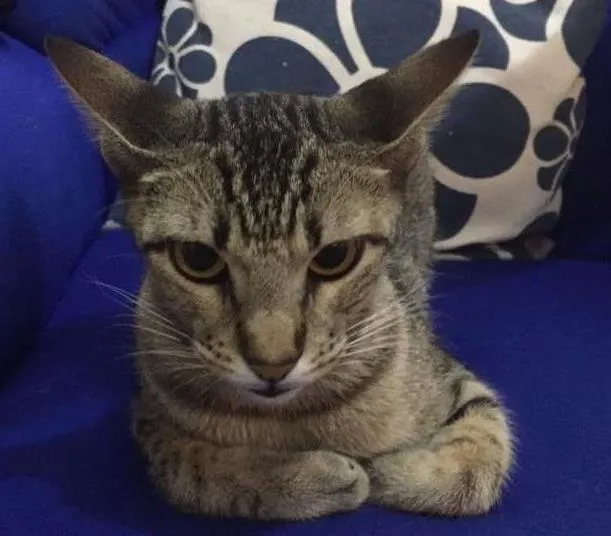 Gato ra a SRD idade 7 a 11 meses nome Nina