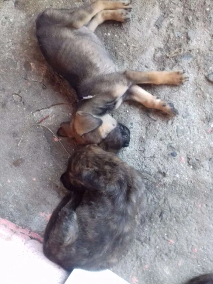 Cachorro ra a Labradores /mestiços  idade Abaixo de 2 meses nome Bebês 