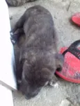 Bebês 