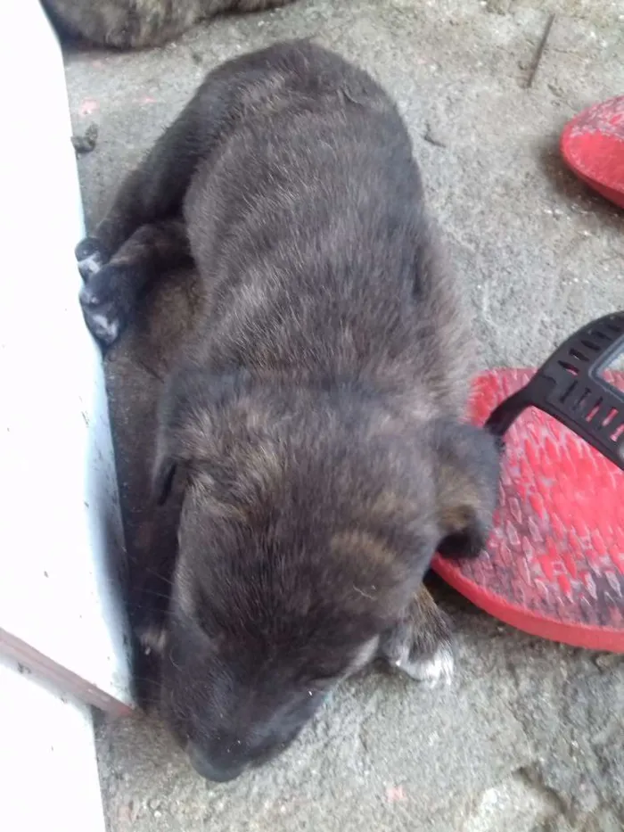 Cachorro ra a Labradores /mestiços  idade Abaixo de 2 meses nome Bebês 