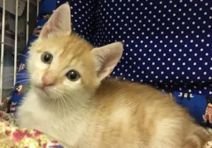 Gato raça SRD idade Abaixo de 2 meses nome Acerola