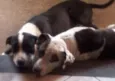 Pipoca