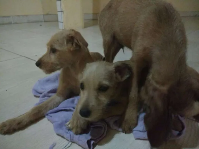 Cachorro raça SRD idade 2 a 6 meses nome perdidinhos