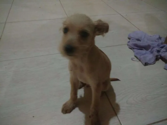 Cachorro raça SRD idade 2 a 6 meses nome perdidinhos
