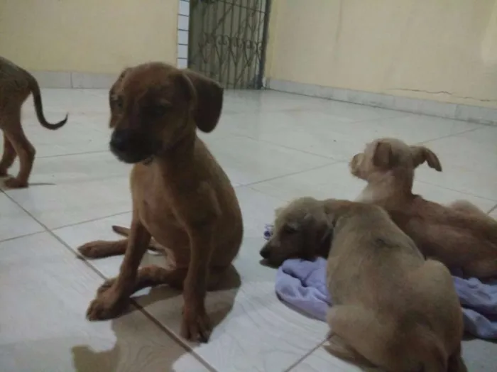 Cachorro raça SRD idade 2 a 6 meses nome perdidinhos