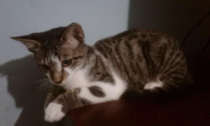 Gato ra a srd idade 2 a 6 meses nome bebes clau 