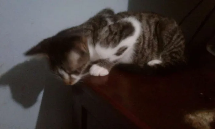 Gato ra a srd idade 2 a 6 meses nome bebes clau 