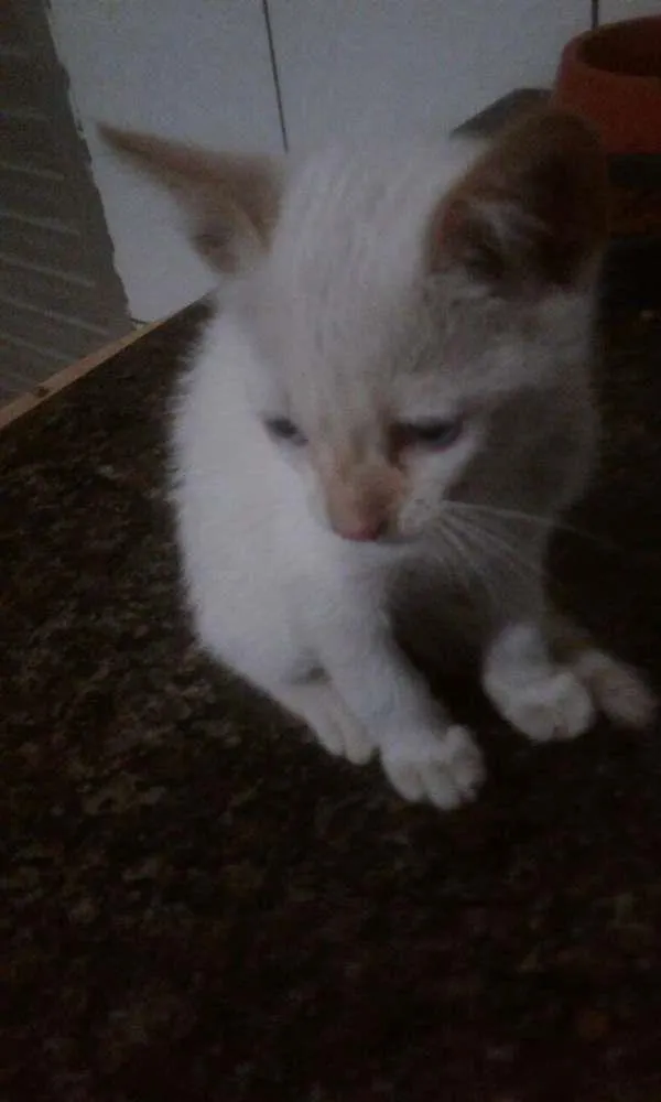 Gato ra a srd idade 2 a 6 meses nome bebes clau 
