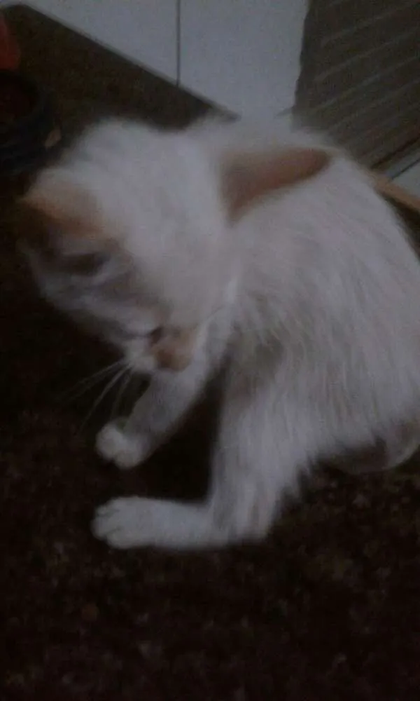 Gato ra a srd idade 2 a 6 meses nome bebes clau 