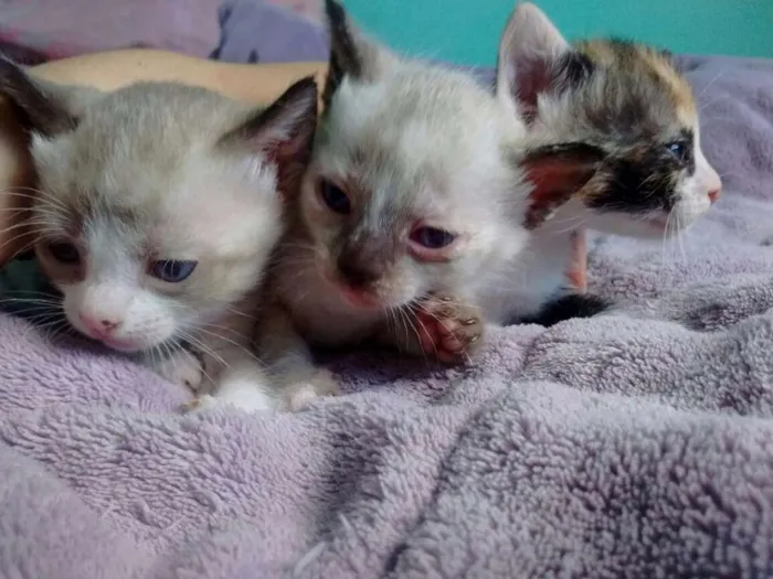 Gato ra a Mestiço a siamês  idade Abaixo de 2 meses nome Sem nome