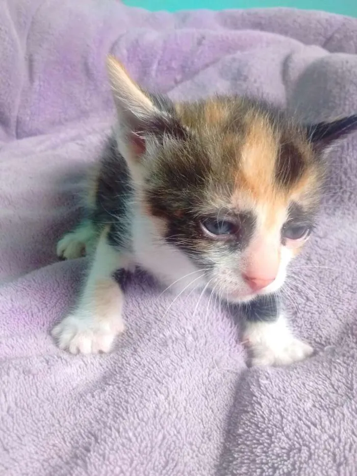 Gato ra a Mestiço a siamês  idade Abaixo de 2 meses nome Sem nome