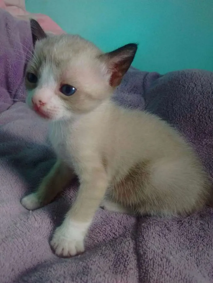 Gato ra a Mestiço a siamês  idade Abaixo de 2 meses nome Sem nome