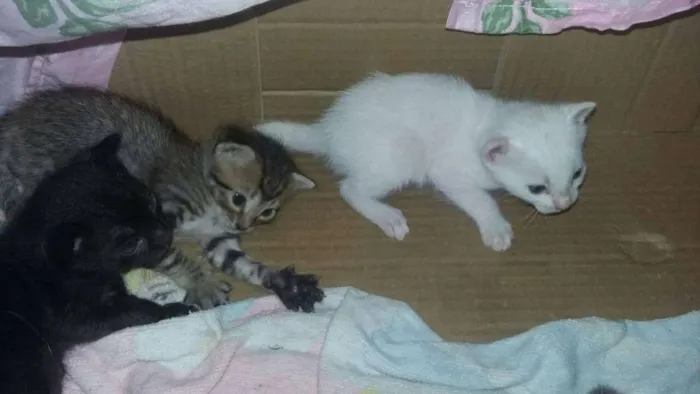 Gato ra a indefinida idade Abaixo de 2 meses nome ...