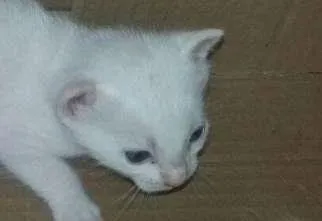 Gato ra a indefinida idade Abaixo de 2 meses nome ...