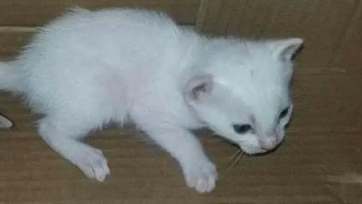 Gato ra a indefinida idade Abaixo de 2 meses nome ...
