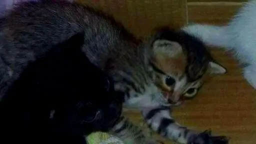 Gato ra a indefinida idade Abaixo de 2 meses nome ...