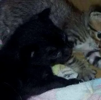 Gato ra a indefinida idade Abaixo de 2 meses nome ...
