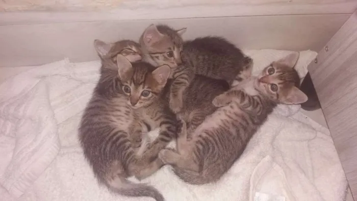 Gato raça  idade Abaixo de 2 meses nome Diversos