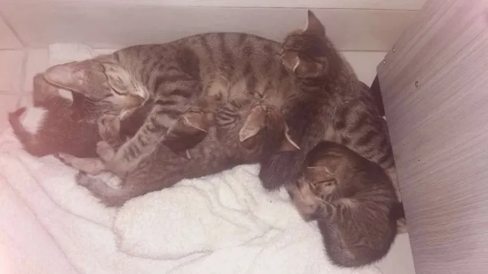 Gato raça  idade Abaixo de 2 meses nome Diversos