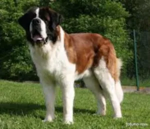 Cachorro raça São Bernardo idade 4 anos nome Babucha