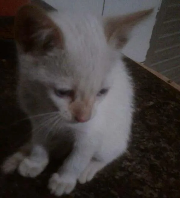 Gato ra a srd idade 2 a 6 meses nome bebes clau 