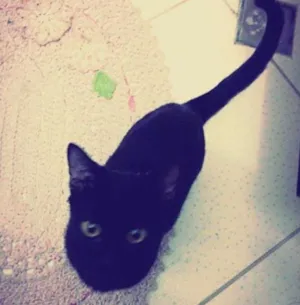 Gato raça Não constatado  idade 1 ano nome Luna