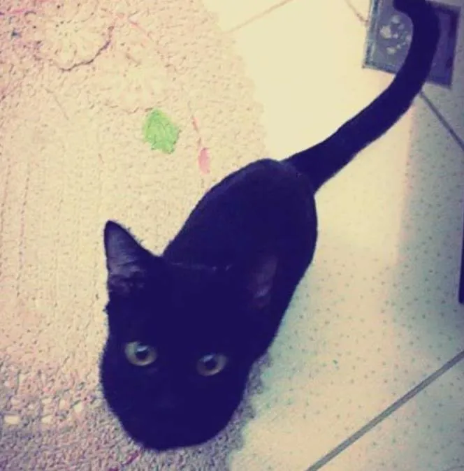 Gato ra a Não constatado  idade 1 ano nome Luna