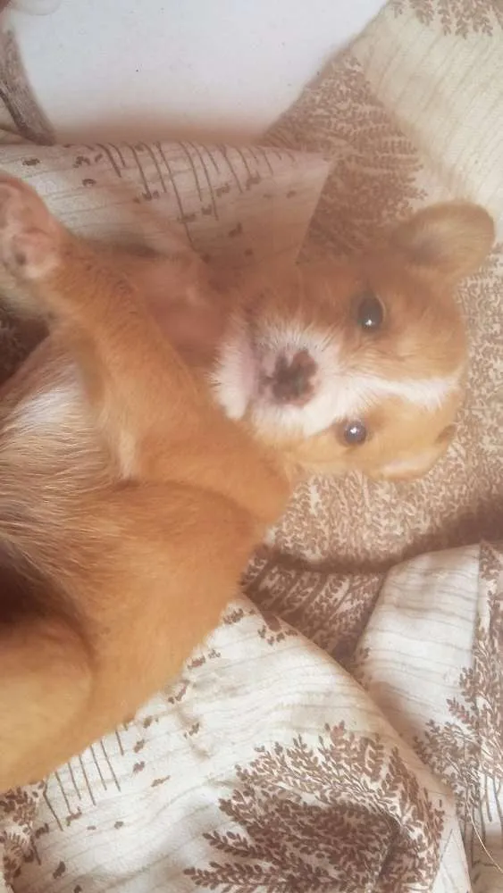Cachorro ra a Vira Lata idade Abaixo de 2 meses nome Ainda não tem