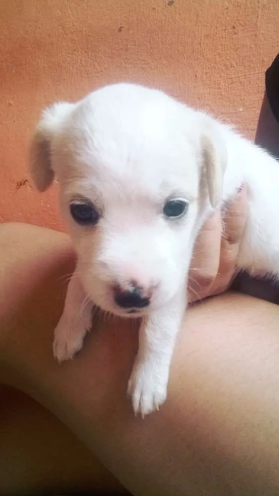 Cachorro ra a Vira Lata idade Abaixo de 2 meses nome Ainda não tem