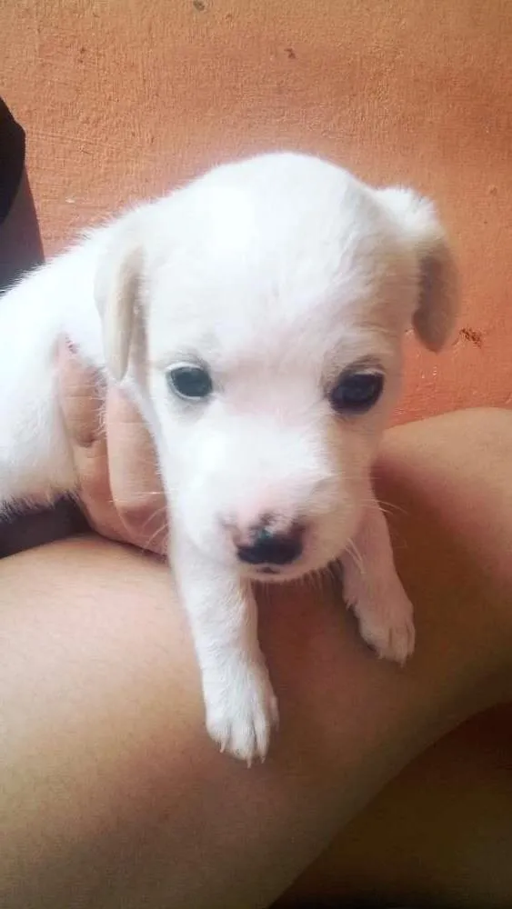 Cachorro ra a  idade Abaixo de 2 meses nome Ainda não tem