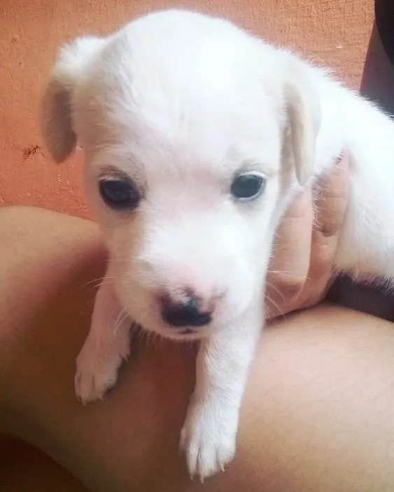 Cachorro ra a  idade Abaixo de 2 meses nome Ainda não tem