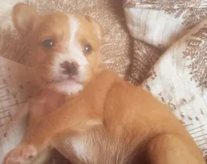 Cachorro raça Vira Lata idade Abaixo de 2 meses nome Ainda não tem