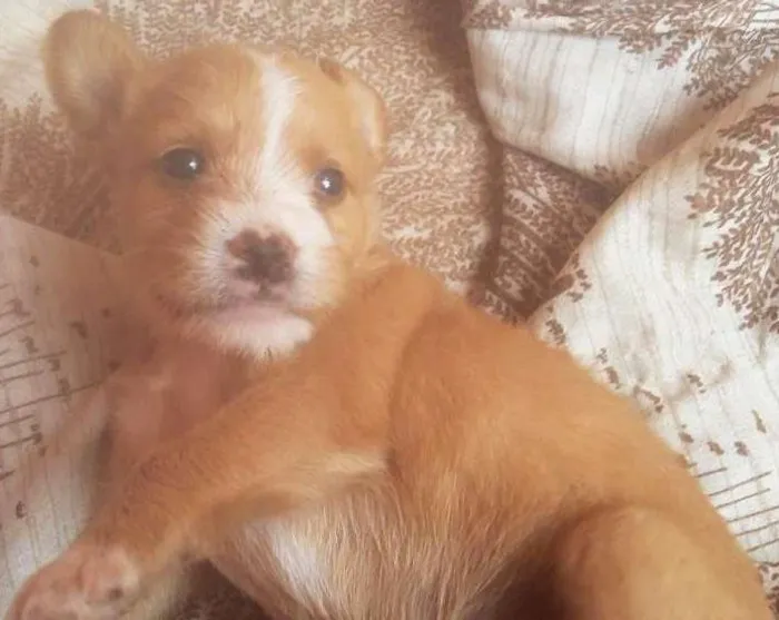 Cachorro ra a Vira Lata idade Abaixo de 2 meses nome Ainda não tem