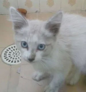 Gato raça SRD idade 2 a 6 meses nome sem nome
