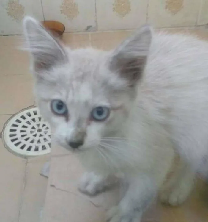 Gato ra a SRD idade 2 a 6 meses nome sem nome