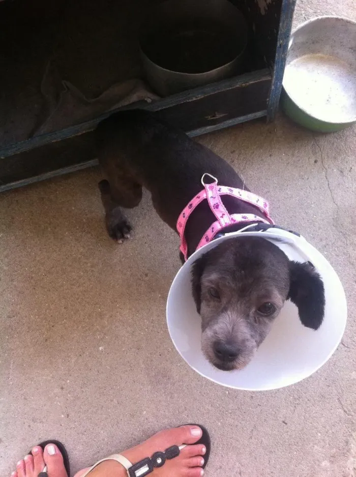 Cachorro raça lhasa apso idade 2 a 6 meses nome menino