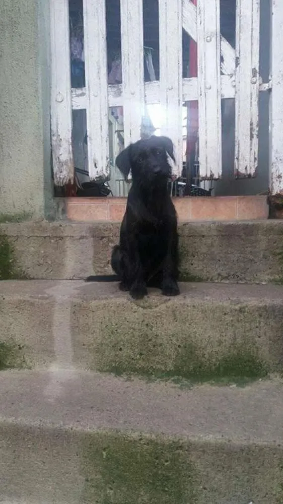 Cachorro ra a SRD idade 2 a 6 meses nome sem nome